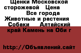 Щенки Московской сторожевой › Цена ­ 35 000 - Все города Животные и растения » Собаки   . Алтайский край,Камень-на-Оби г.